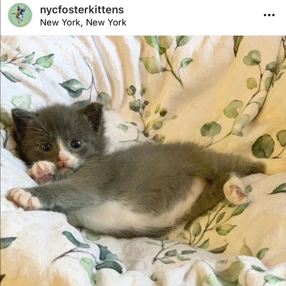 Foster Kitten Love 😻 - Picture 9 of 16